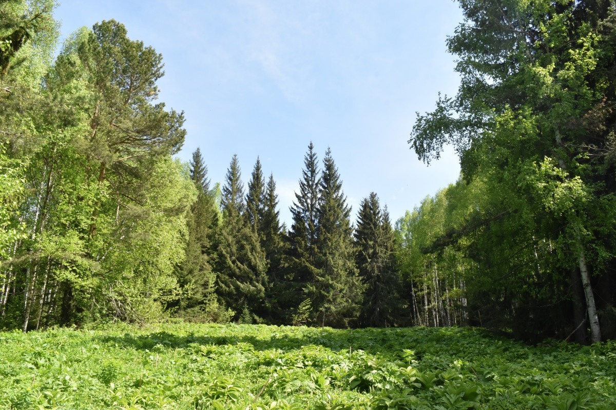 Тайга