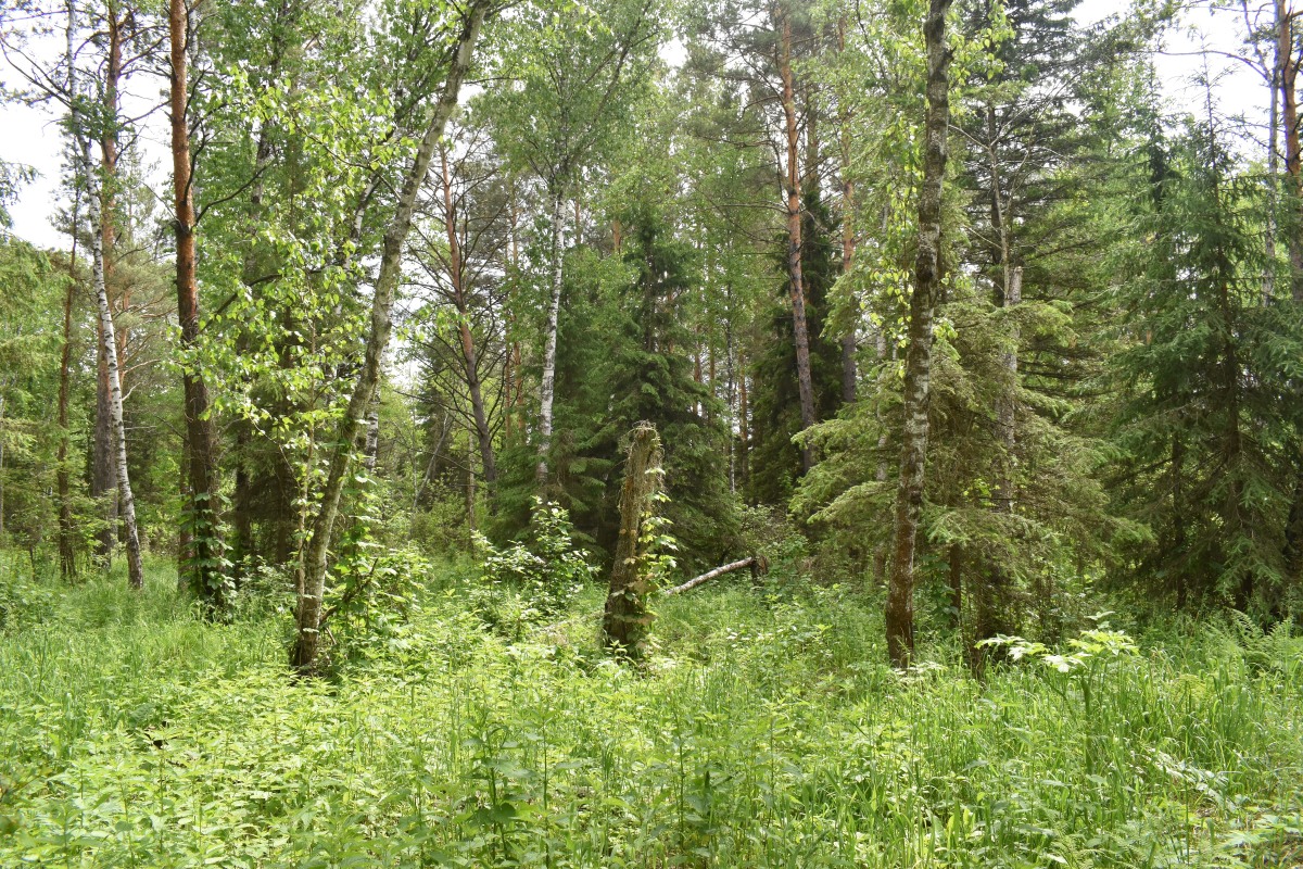 Согра